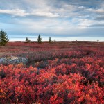 Dolly Sods Wilderness Area Autumn Red West Virginia