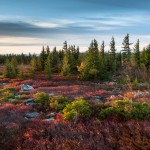 Dolly Sods West Virginia Autumn Landscape
