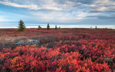 From the Field:  Dolly Sods Wilderness Area Autumn 2014