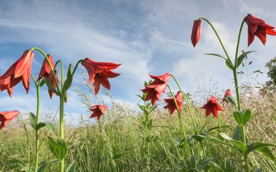 Photo Essay:  Roan Highlands Gray’s Lily Wildflowers 2015
