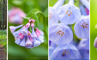 Photo Essay:  Virginia Bluebell Wildflowers