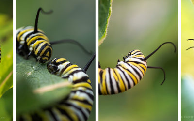 Photo Essay:  Monarch Caterpillars 2018