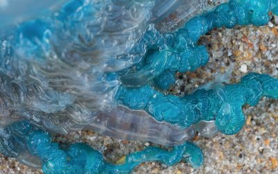 Portuguese Man of War on Cape Hatteras National Seashore North Carolina