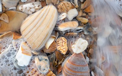 Beachcombing the OBX and Cape Hatteras National Seashore of North Carolina