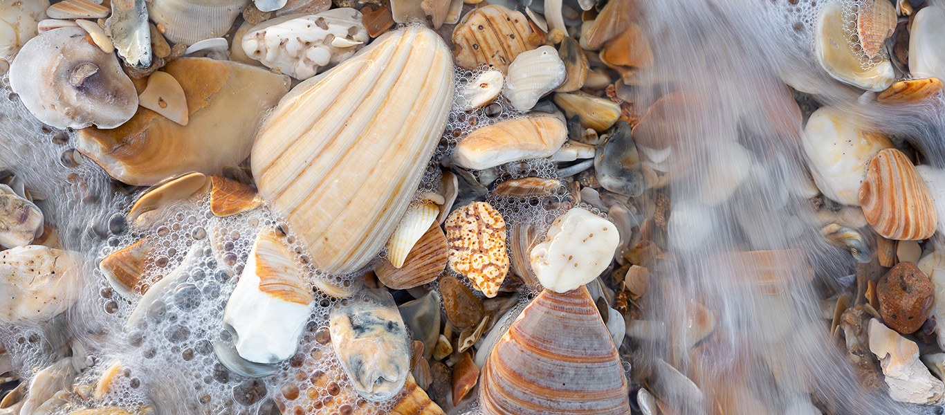 Cape Hatteras National Seashore Shells