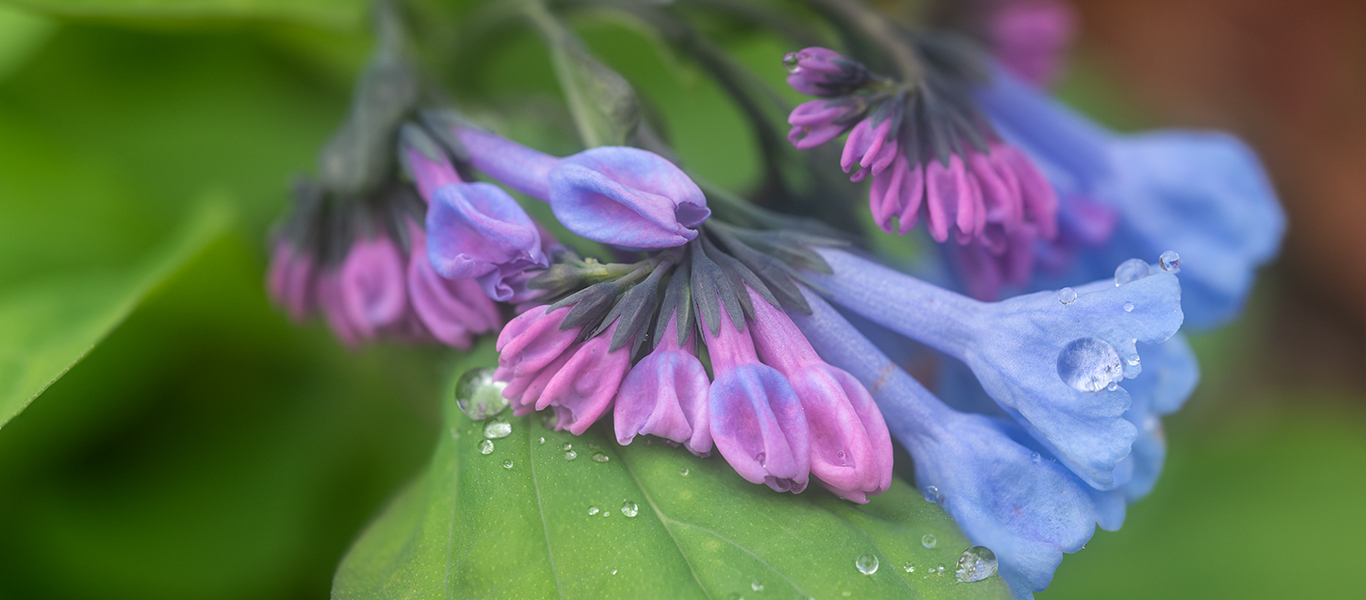 Virginia Bluebell Wildflowers