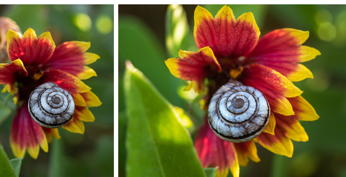 Snail Indian Blanket Wildflower