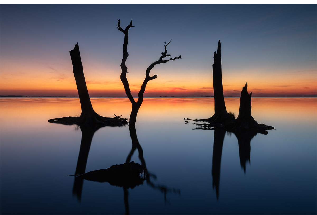 Outer Banks Dead Trees Dusk