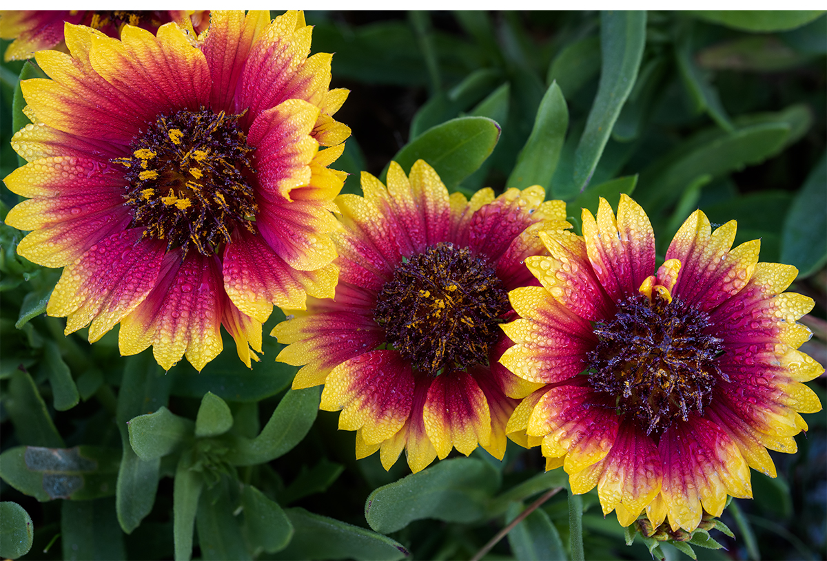 Indian Blanket Wildflowers