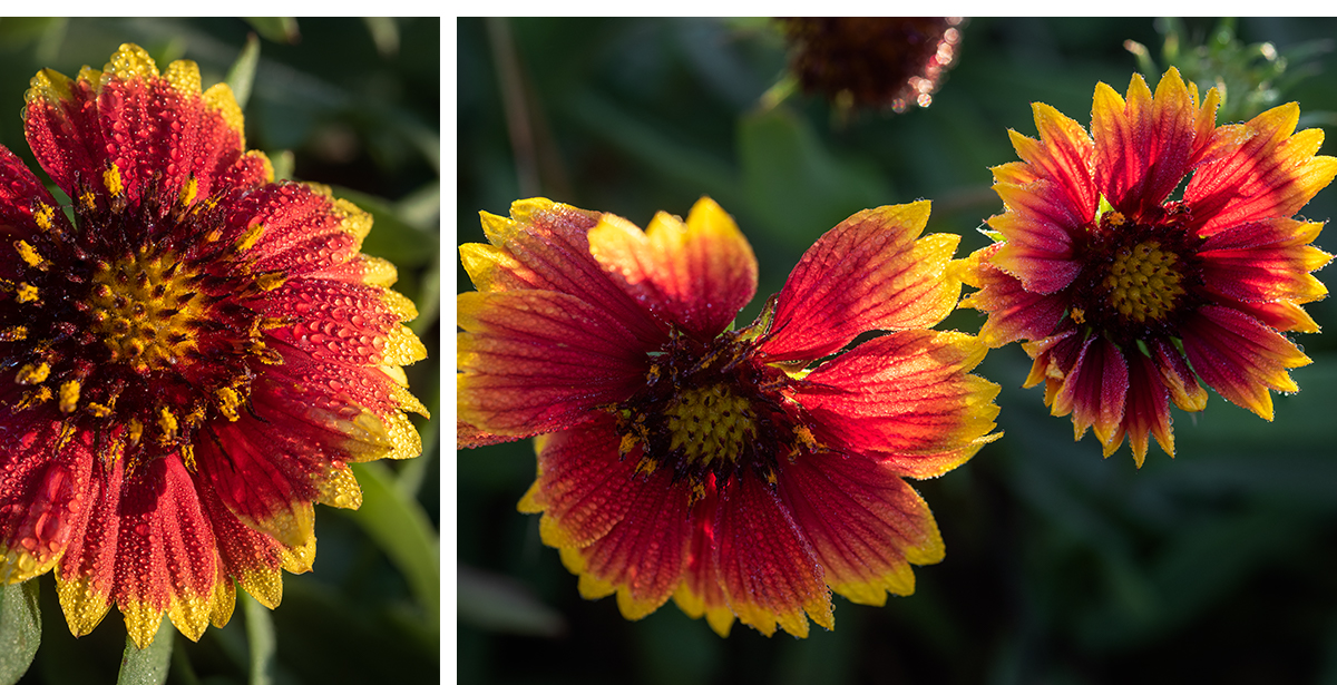 Indian Blanket Wildflowers