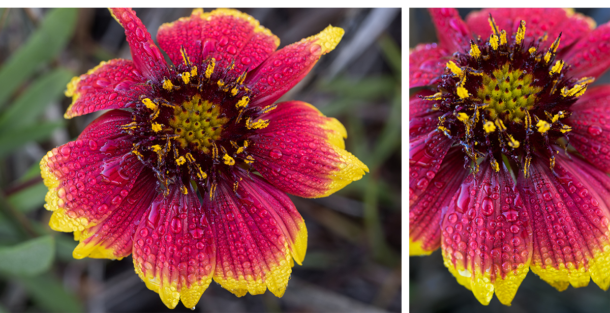 Indian Blanket Firewheel Wildflowers