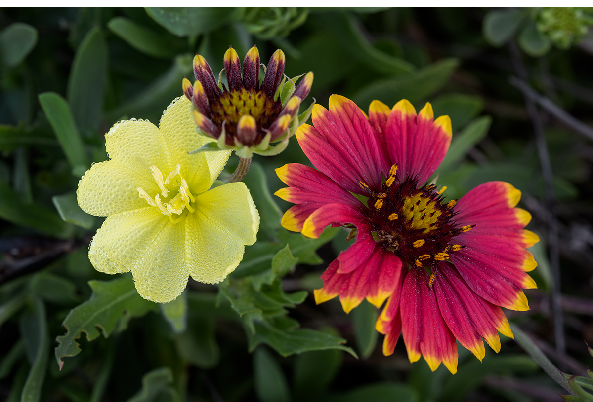 Indian Blanket Wildflowers