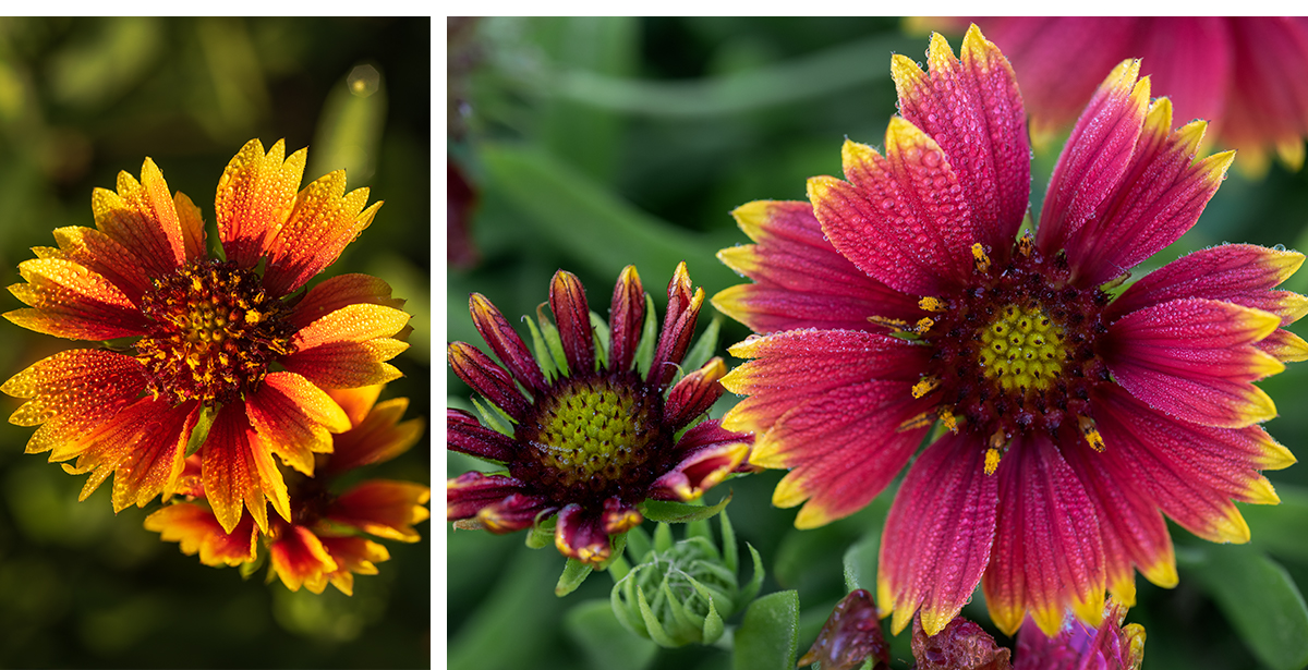 Indian Blanket Wildflowers