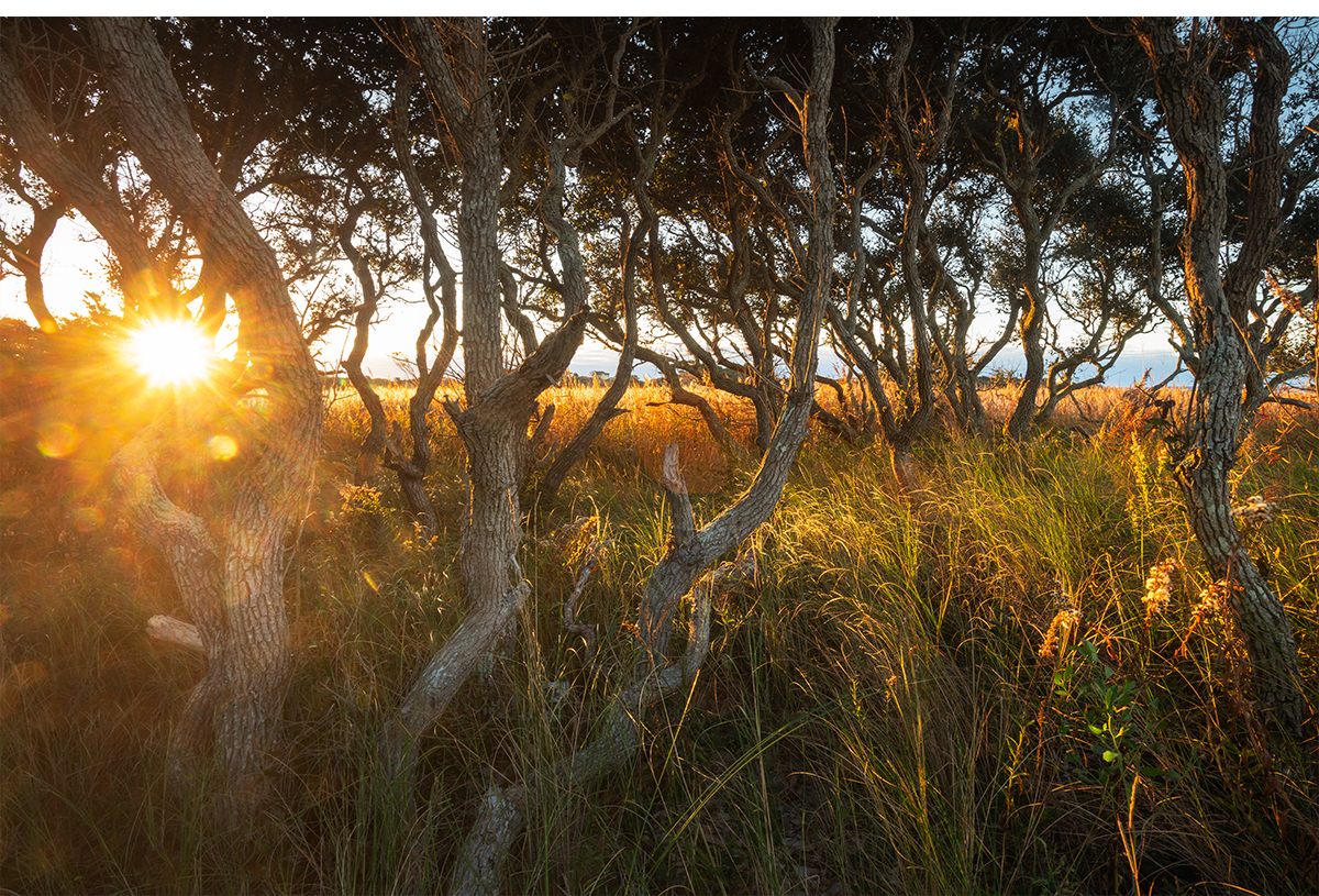 Sunrise through Live Oaks