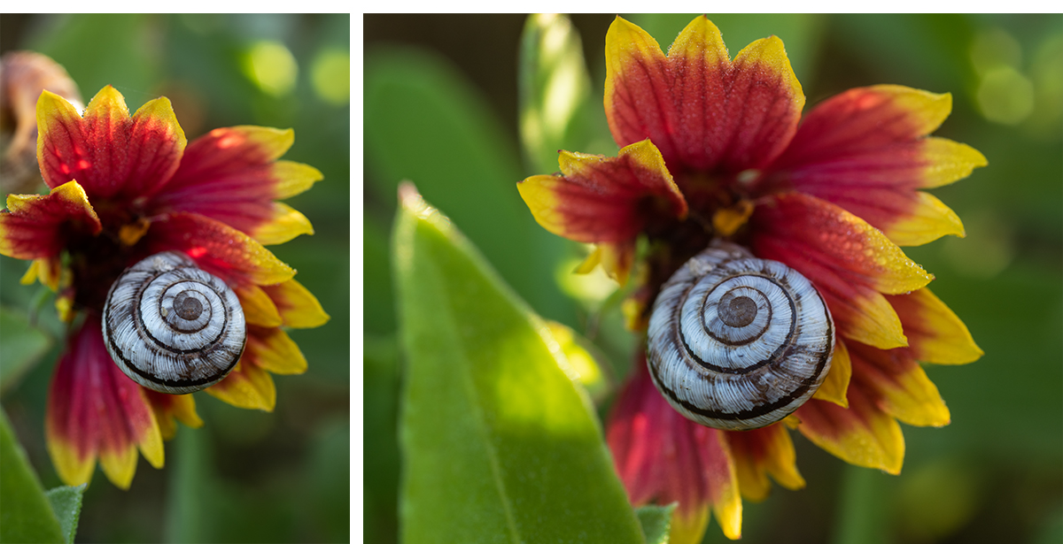 Snail Indian Blanket Wildflower