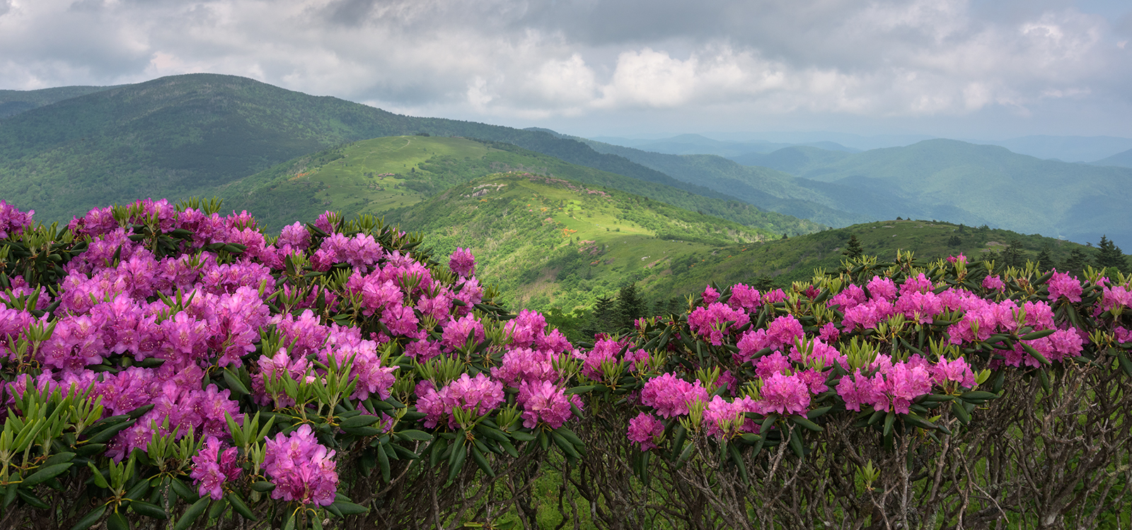 Roan balds (one image)