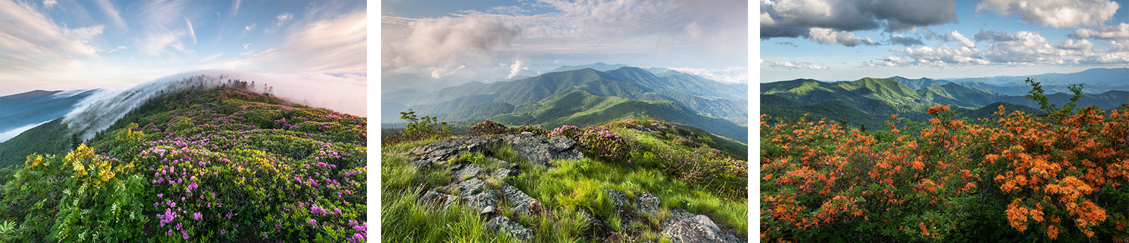 roan shrubs (3 rectangle)