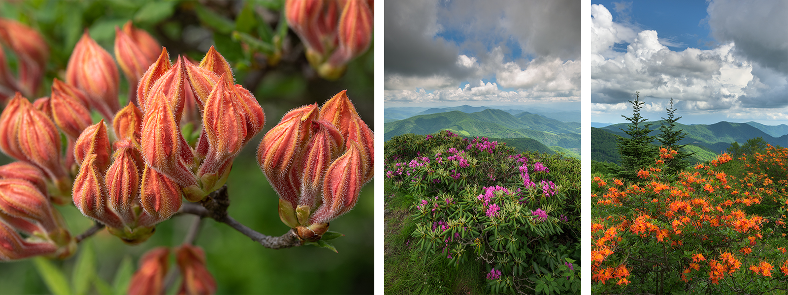 roan shrubs (3_horizontal left)