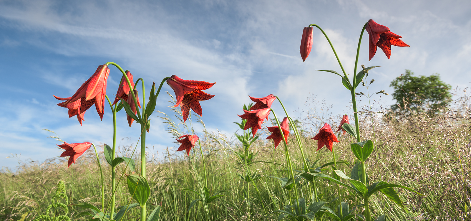 roan wildflowers (1 image)