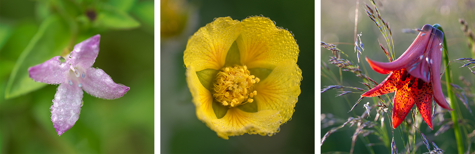 roan wildflowers (3 squares)