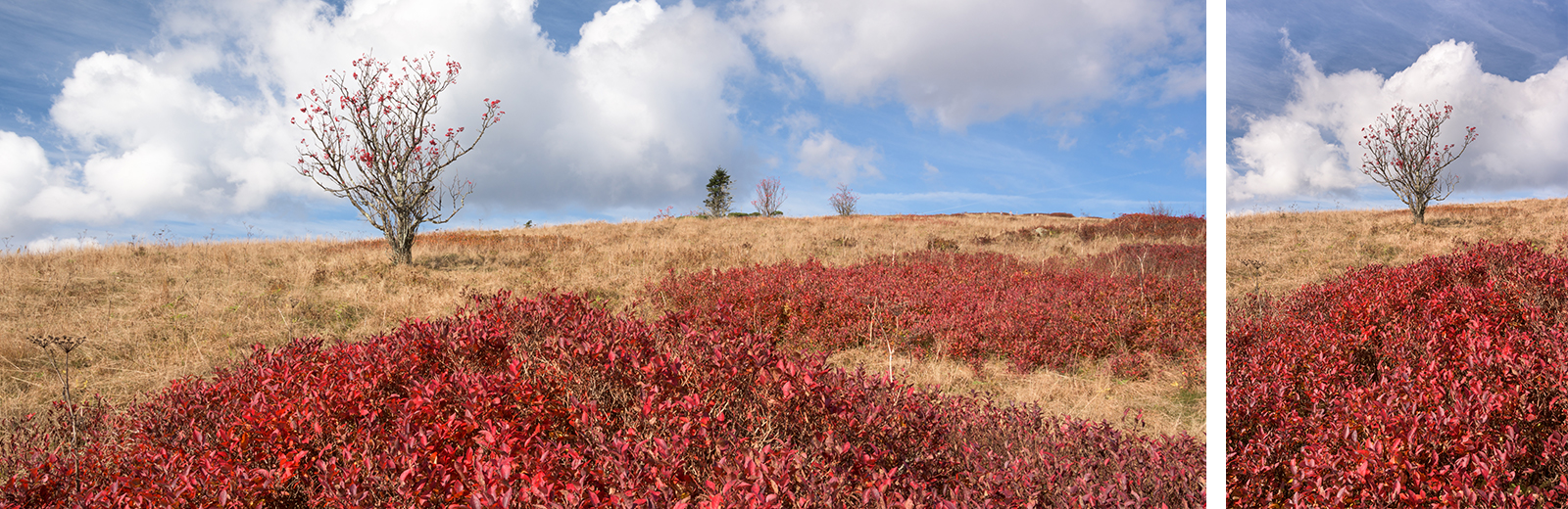 Roan Autumn II
