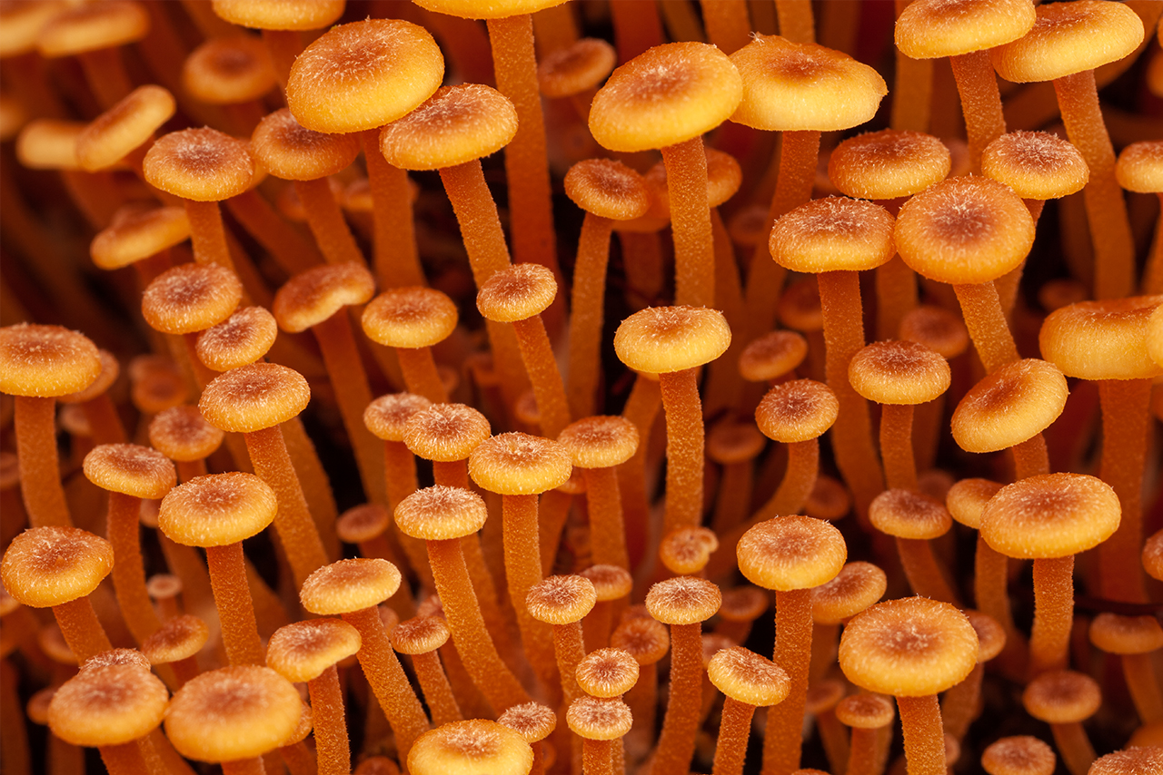 Orange Mycena Mushrooms
