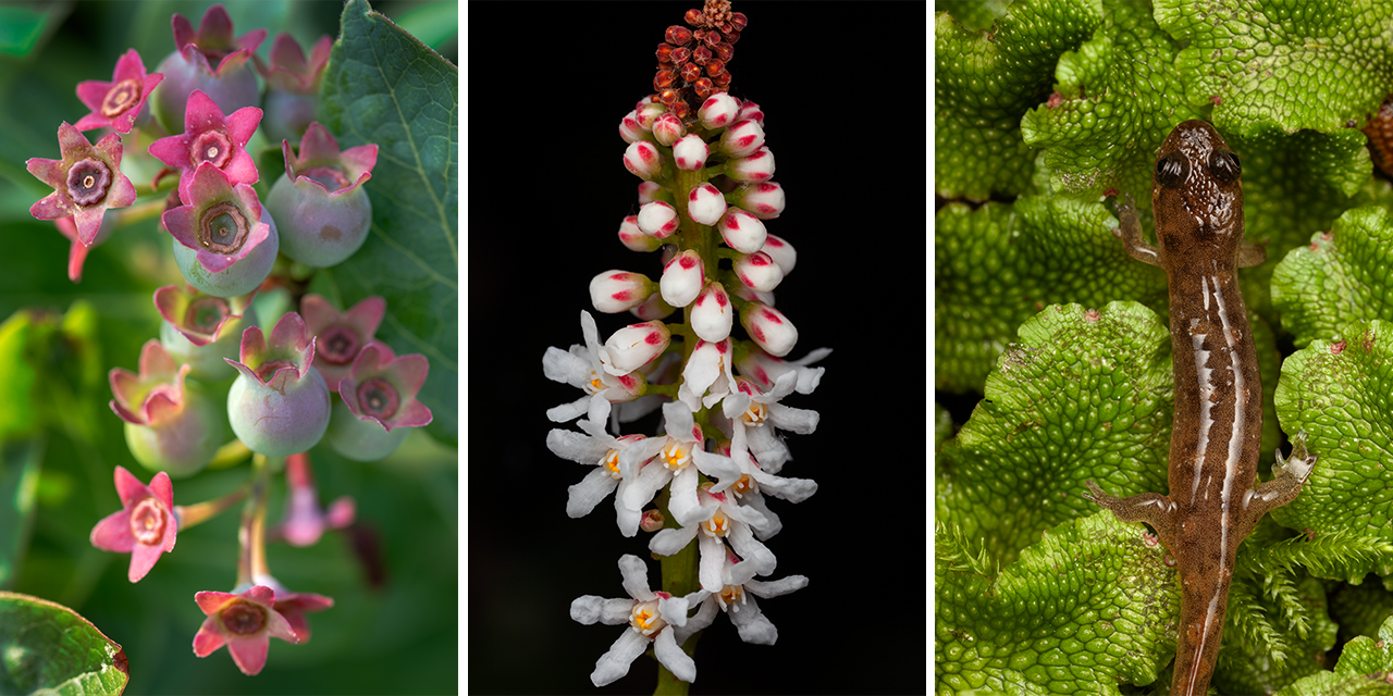 Oconee Bell Wildflowers