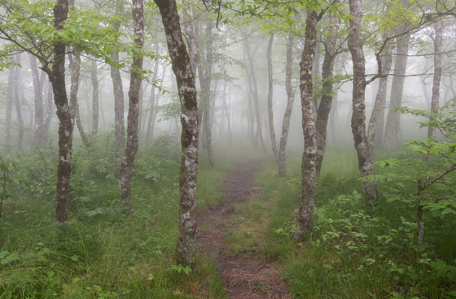 Mountains to Sea Trail Craggy Gardens North Carolina