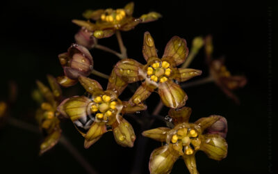 Blue Cohosh Raindrops