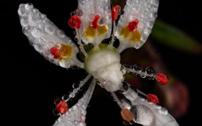 Cliff Saxifrage