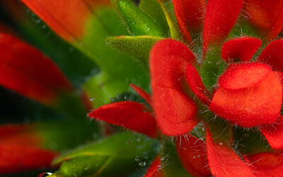 Indian Paintbrush Green Flowers