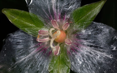 Painted Trillium Translucent Leaves