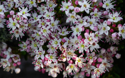 Roan Highlands Sand Myrtle