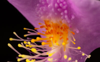 Bearded Grass Pink Orchid