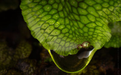 Liverwort Macro