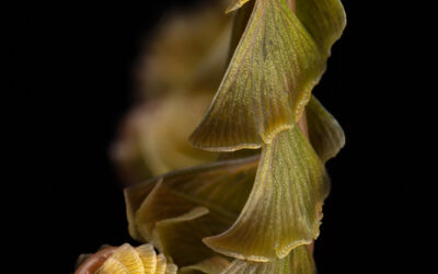 Maidenhair Fern Unfurling