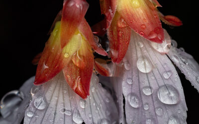 Oconee Bell Pair + Raindrops