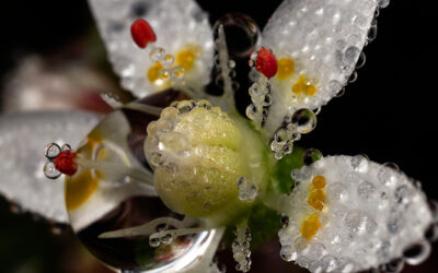 Shealys Saxifrage Dew Drop