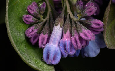 Virginia Bluebells Dew