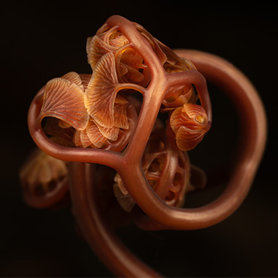 Unfurling Maidenhair Fern