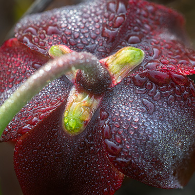 Flowering Purple Sweet Mountain Pitcher Plant