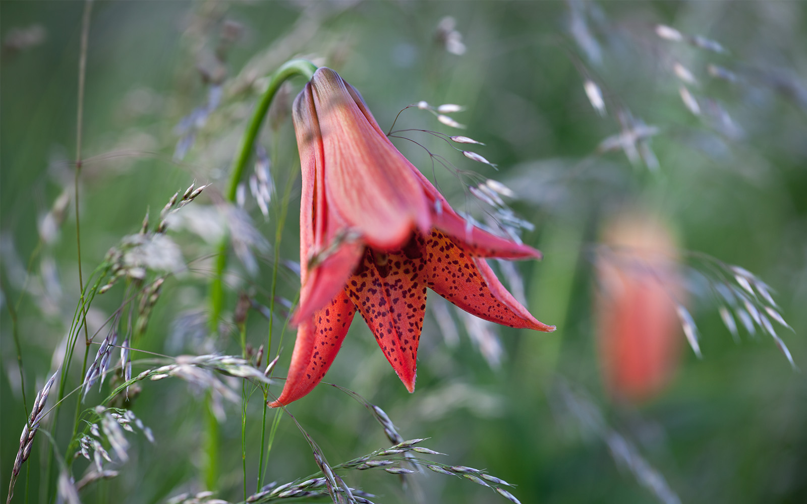 STORY_Grays Lily