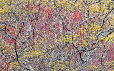 Spring Trees Blue Ridge Parkway