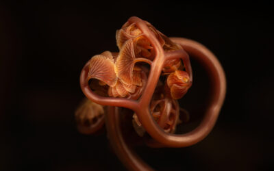 Copper Maidenhair Fern