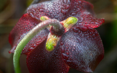 Mountain Sweet Pitcher Flower