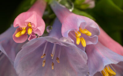 Virginia Bluebell Spring Ephemerals