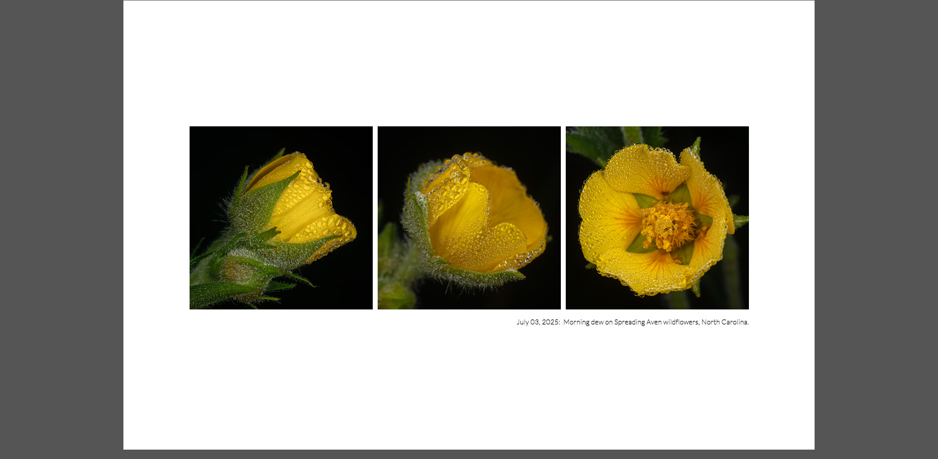 Spreading Aven Wildflowers