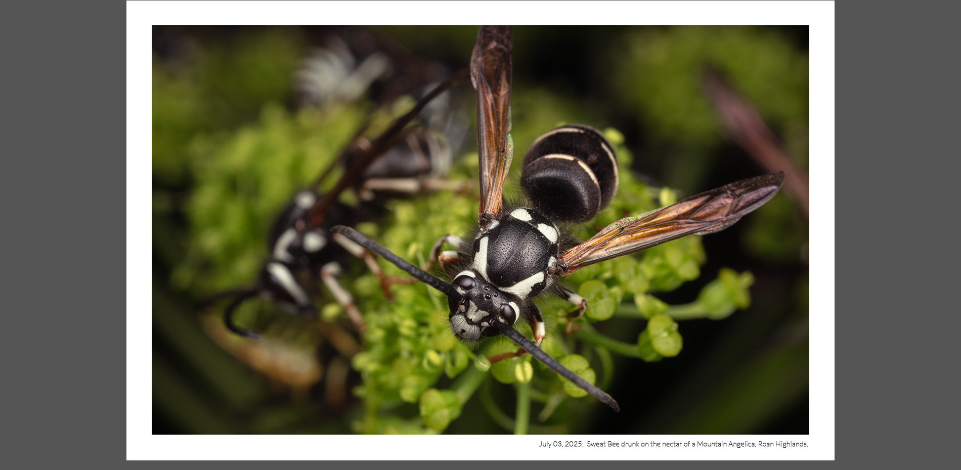 Sweat Bee Mountain Agnelica