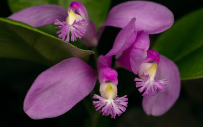 Story Fringed Polygala Gaywings