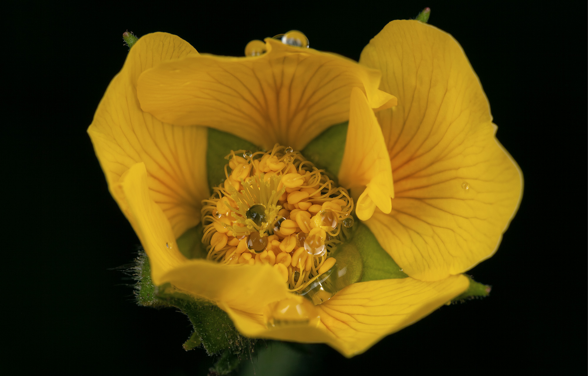 Spreading Aven wildflower.